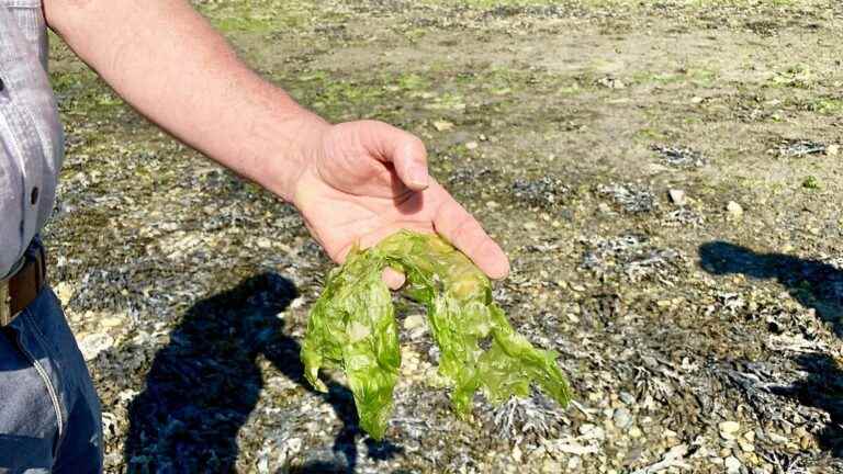 REPORTAGE.  In Brittany, tensions around the new plan to fight against green algae