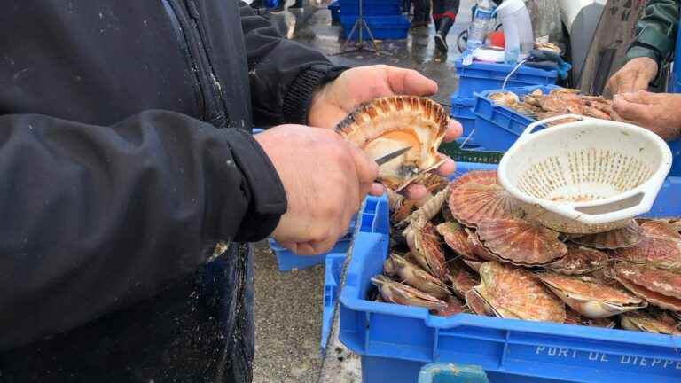 Scallop beds are doing very well in France