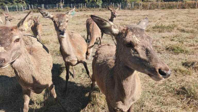 Scare animals with noise?  The Haute Touche reserve and the SNCF are working on it