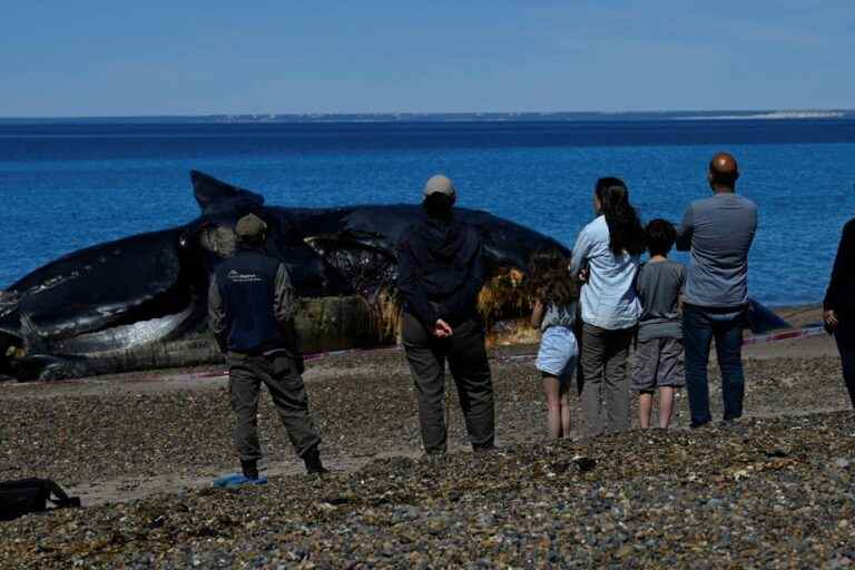 Serial deaths of southern whales in Argentina