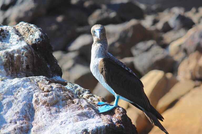 South America |  The formidable bestiary of the West Galapagos