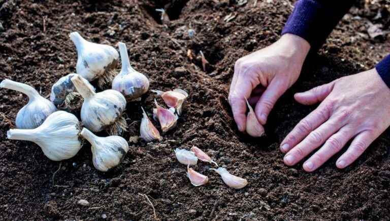 Sow garlic, white onion and cabbage