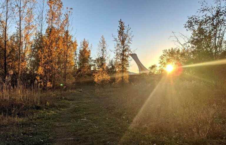 The City of Montreal confirms the protection of the Boisé Steinberg