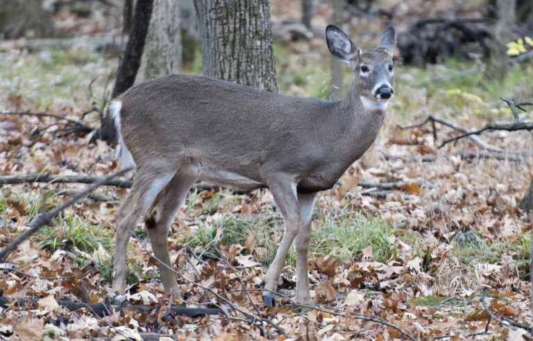 The Court of Appeal considers the case of the deer of Longueuil