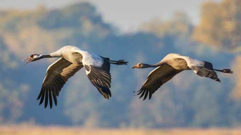 The Crane and Migration Festival will take place at Lac du Der at the end of the month!