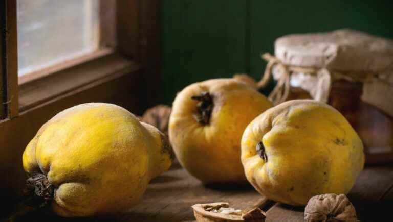 The best quince-based recipes are around the corner with Clara Reydet, the chef of the “Monique” restaurant in Dijon