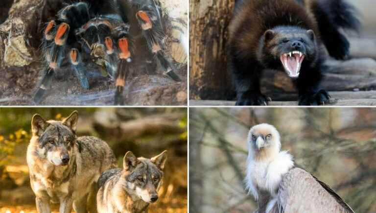 The dirty creatures of the Animal Park of Sainte-Croix