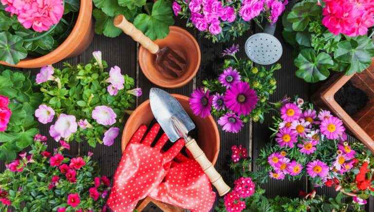 The garden experts answer your questions: 04 73 34 2000