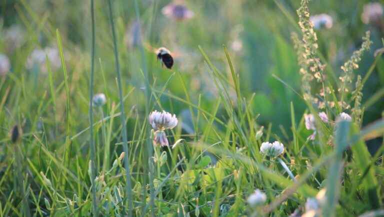 The importance of a natural garden for birds and insects