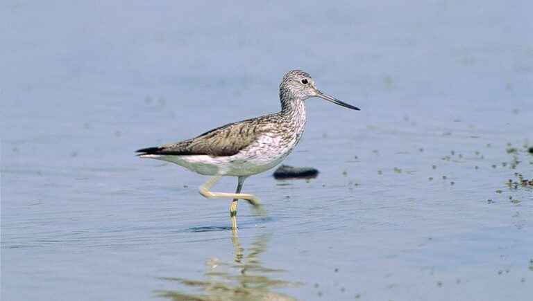 The mysteries of migration at the Domaine de Lindre in the Pays de Sarrebourg