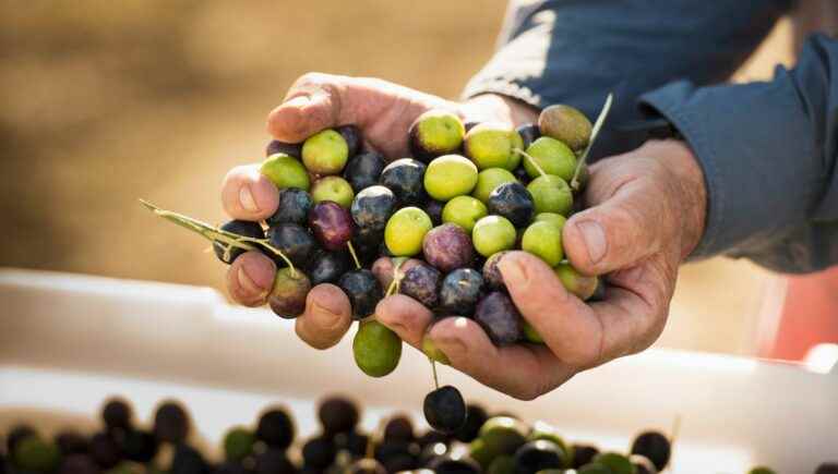 The olive harvest has begun, oil, tapenade, mouth-watering olives, it shakes under the olive tree