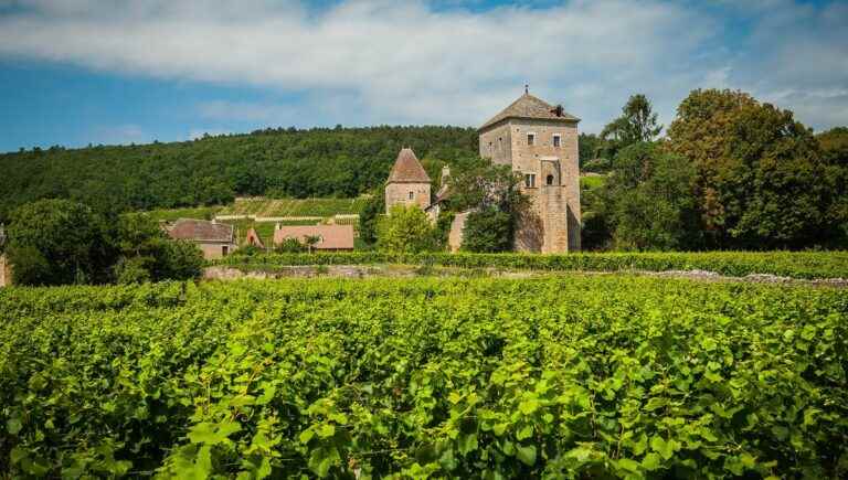 The world of tourism is committed to the vineyard