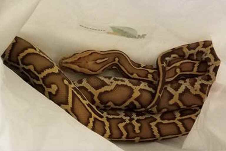 Three pythons seized on board a bus leaving from Montreal, a man charged