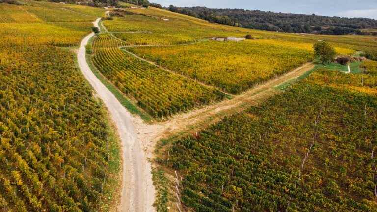 Tourism in the vineyards of Gevrey-Chambertin