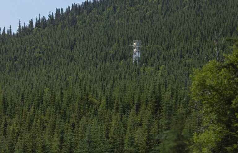 Very little area of ​​forest burned in 2022 in Quebec