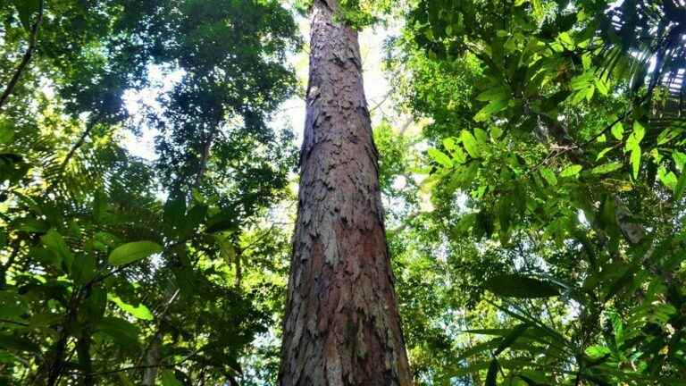 We found the tallest tree in the whole Amazon