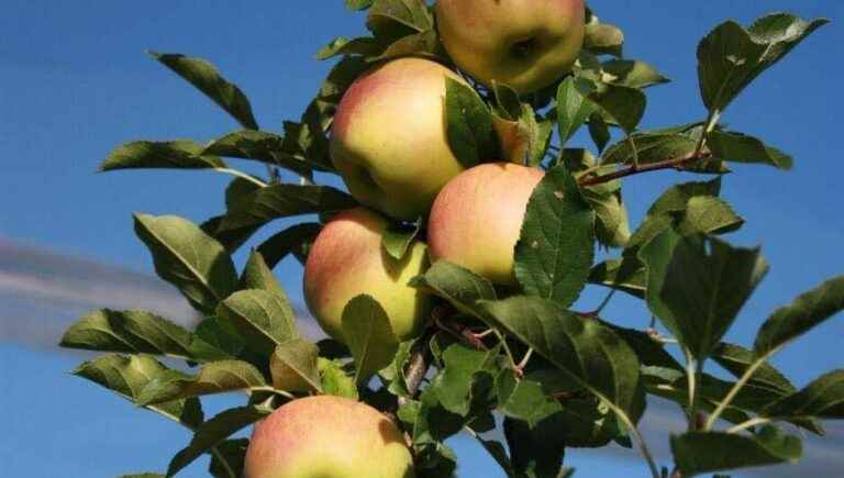 Which variety of apple or pear tree to plant in your garden with Mathieu Tissot