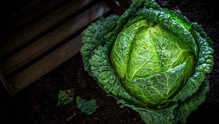 You can do a lot of things in the kitchen with green cabbage