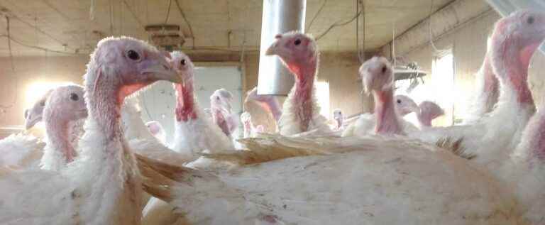 Your Christmas turkey could be expensive