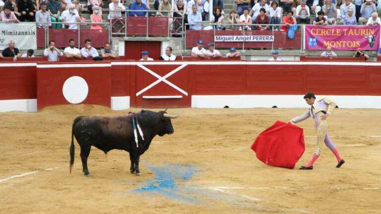 In the skin of information.  What you need to know about bullfighting