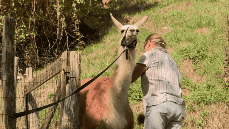 a breeding of llamas trained for clearing