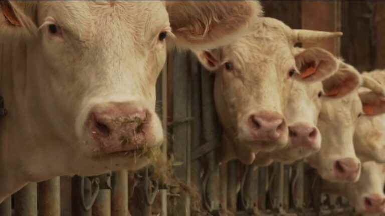 a father and his son raising Charolais cows together