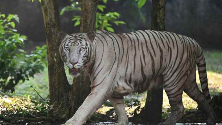 a tiger that killed 13 people was captured