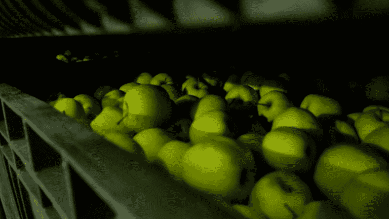 apples preserved in underground galleries