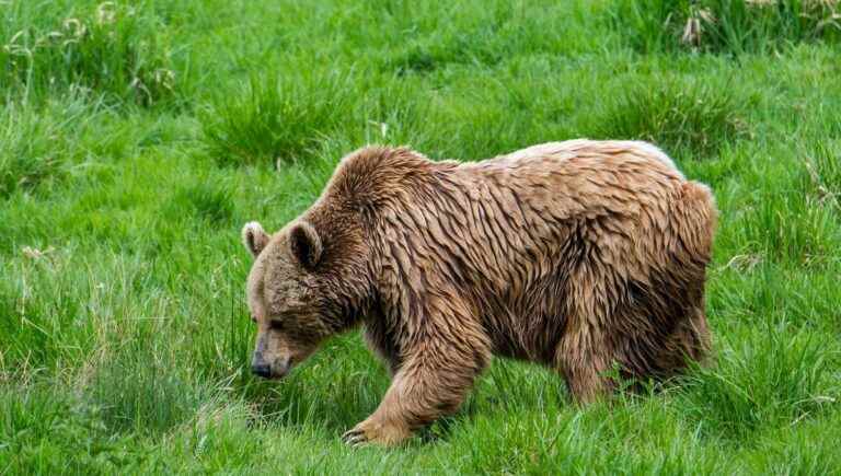 bears and yellow vests, not the same fight