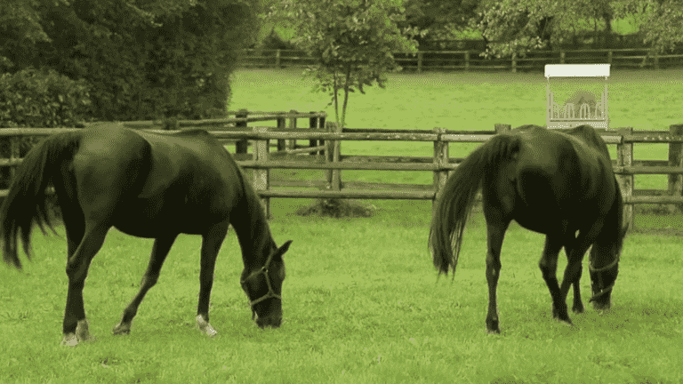 behind the scenes at Haras de Sens, which trains champions