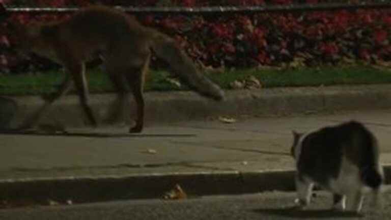 by scaring away a fox, Larry, the cat of 10 Downing Street, signs a feat that causes a stir in the midst of a political crisis