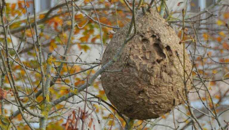 children bitten by hornets during a cross in Saint-Jean-de-Muzols