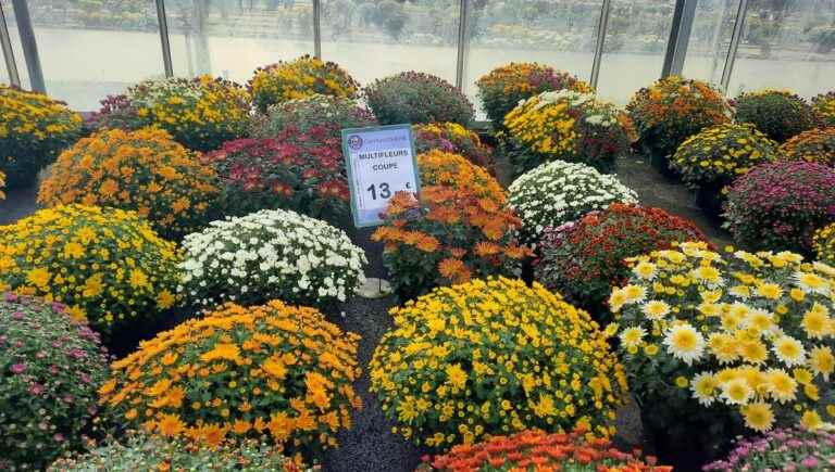 chrysanthemums, essential for All Saints Day