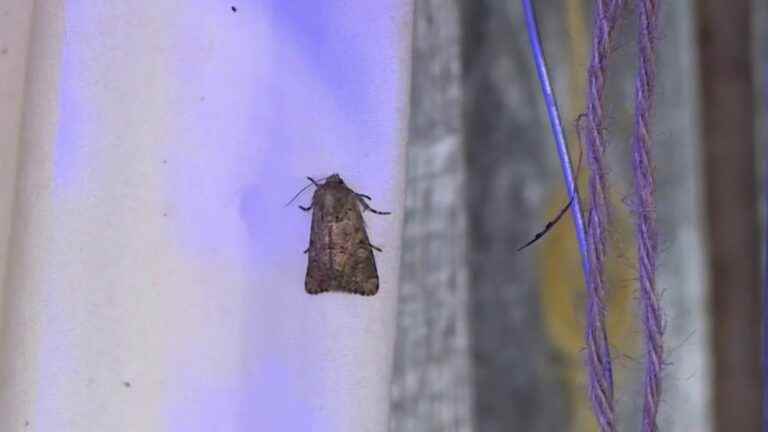 discovering the surprising moths