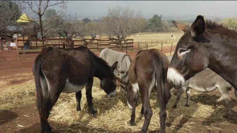 donkeys are trafficked from china