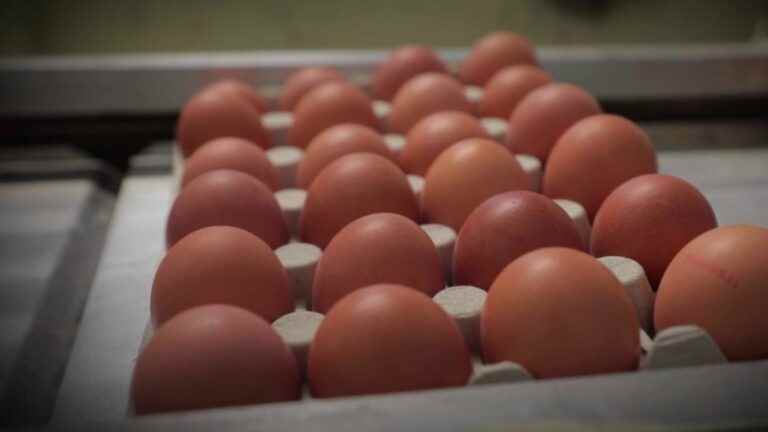 egg sales increase at the expense of meat and fish