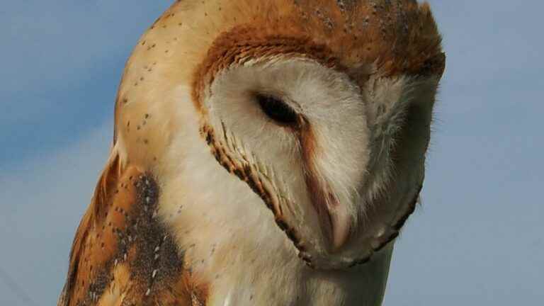 farmers can save the barn owl