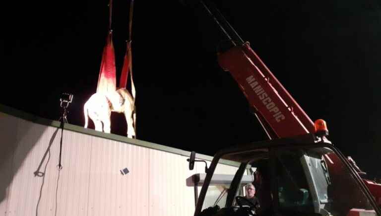 firefighters intervene to save seven calves that fell into a manure pit