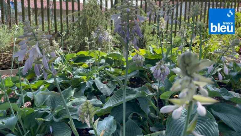 hostas, collect them for their varied colors