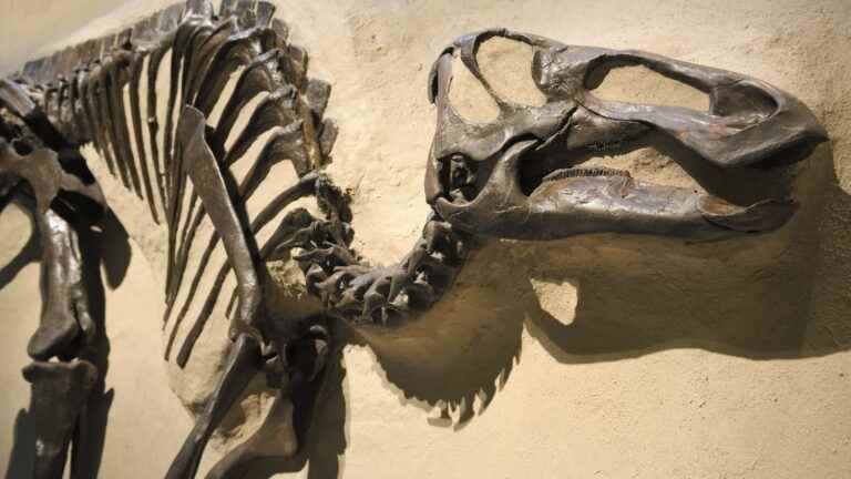 how dinosaur bones help us invent more energy-efficient objects?