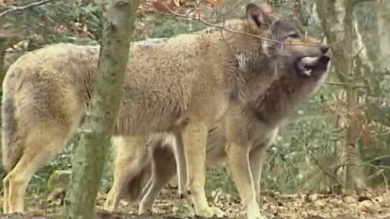 hunters allowed to shoot wolves to protect their animals