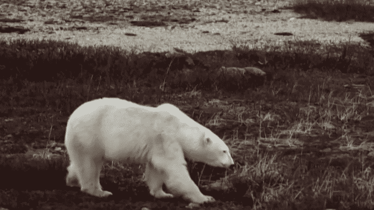 in Canada, polar bears are endangered