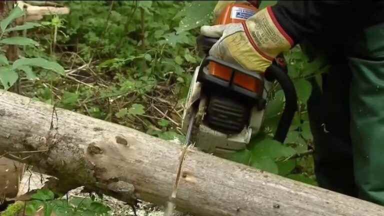 in Germany, cutting your wood is more advantageous than buying it