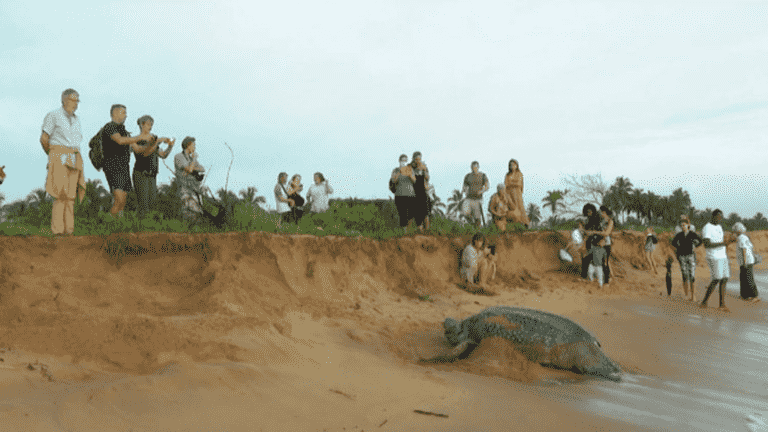 in Guyana, turtles that are becoming increasingly rare