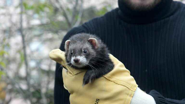 in Marseille, ferrets to fight against the proliferation of rats