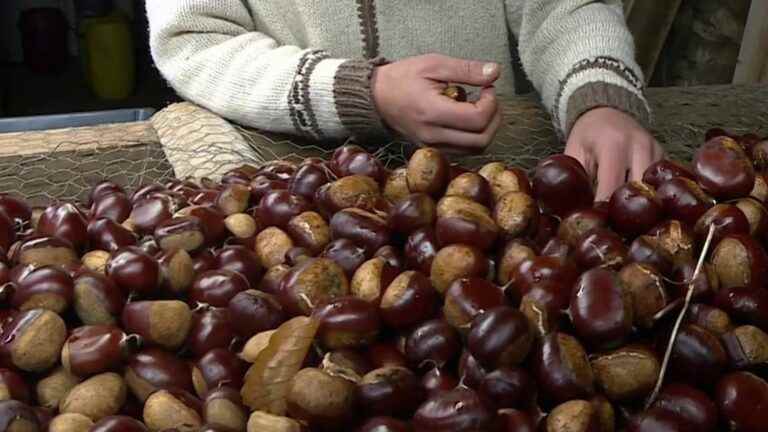 in the Dordogne, chestnuts in abundance for the harvest