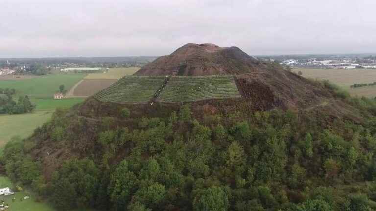 in the Pas-de-Calais, a Ch’ti wine grown on a slag heap