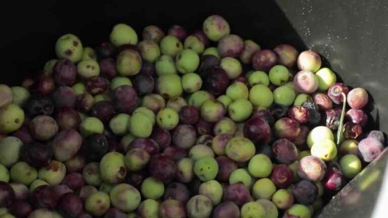 in the Vaucluse, the olive harvest promises to be very meager in 2022