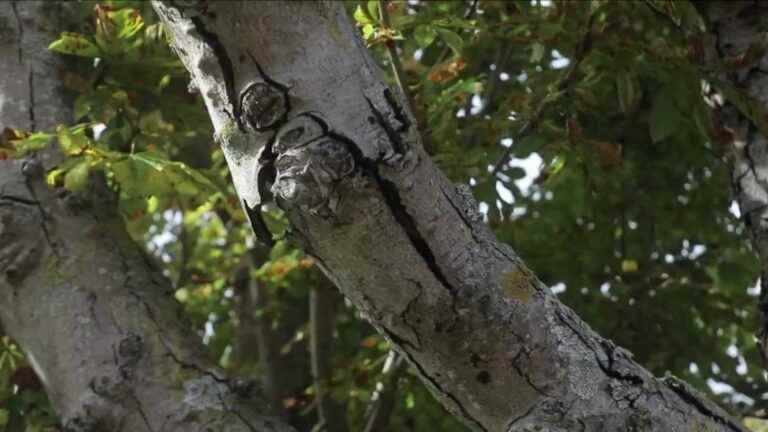 in town, the trees suffered from the summer heat