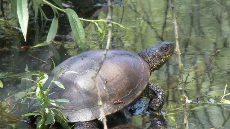 many endangered species in the Brenne wetlands